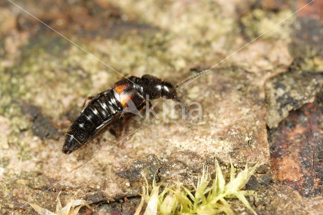 Aleochara cuniculorum