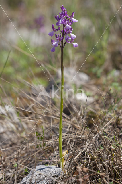 Anacamptis picta