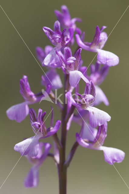 Anacamptis picta