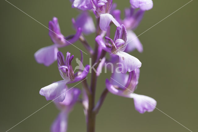 Anacamptis picta