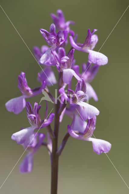 Anacamptis picta