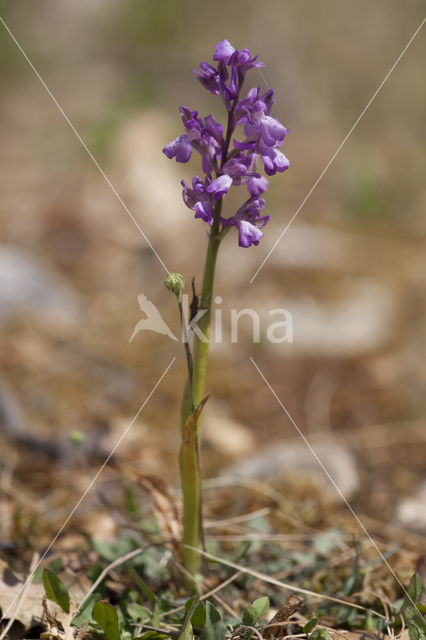 Anacamptis picta