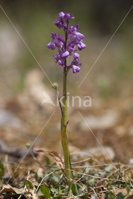 Anacamptis picta