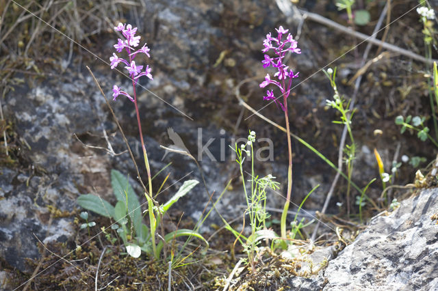 Anacamptis picta