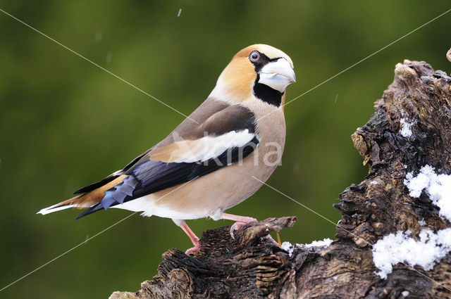 Appelvink (Coccothraustes coccothraustes)