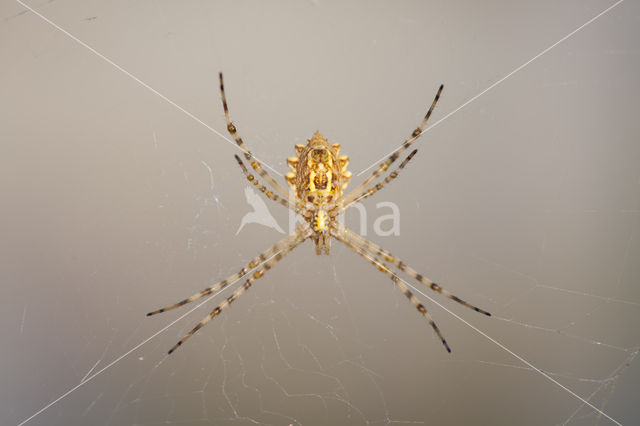 Argiope lobata