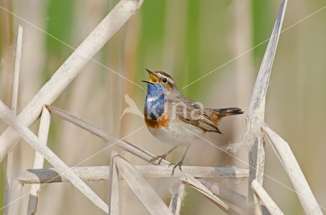 Blauwborst (Luscinia svecica)