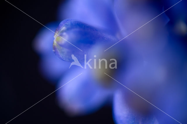 Blauwe druifjes (Muscari botryoides)