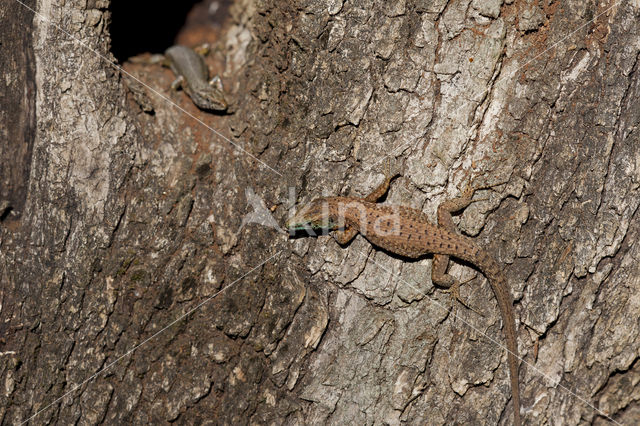 Dalmatian Algyroides (Algyroïdes nigropunctatus)