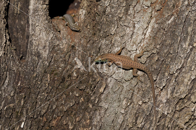 Dalmatian Algyroides (Algyroïdes nigropunctatus)