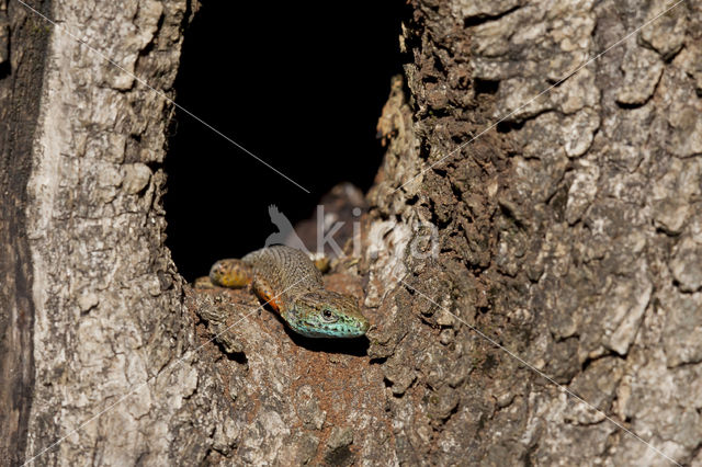 Dalmatian Algyroides (Algyroïdes nigropunctatus)