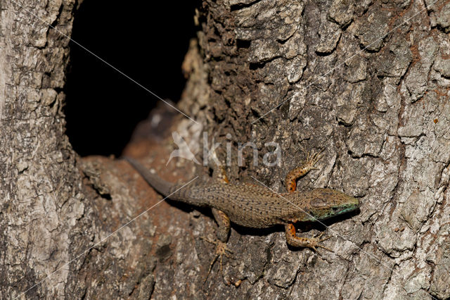 Dalmatian Algyroides (Algyroïdes nigropunctatus)