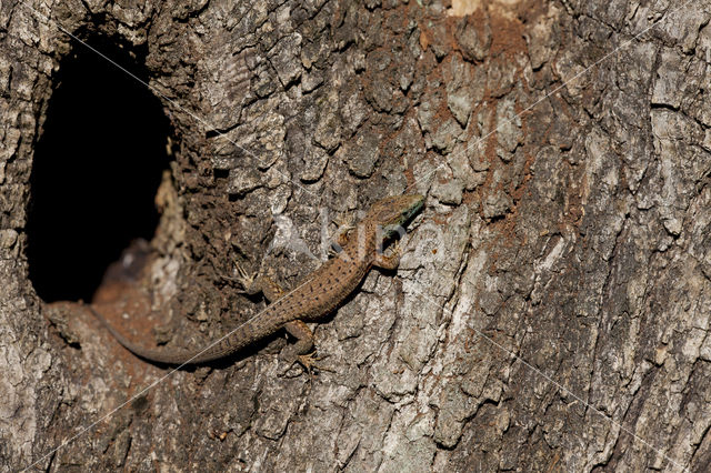 Dalmatian Algyroides (Algyroïdes nigropunctatus)