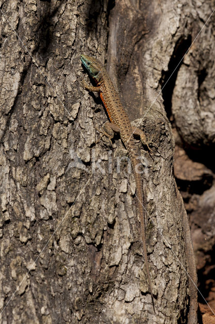 Dalmatian Algyroides (Algyroïdes nigropunctatus)