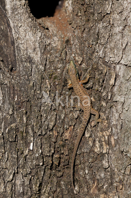 Dalmatian Algyroides (Algyroïdes nigropunctatus)