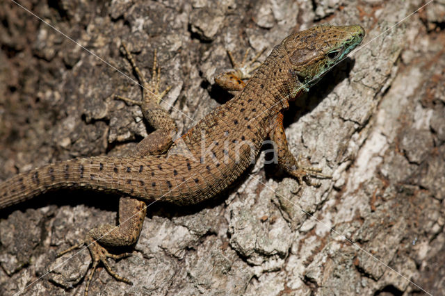 Dalmatian Algyroides (Algyroïdes nigropunctatus)