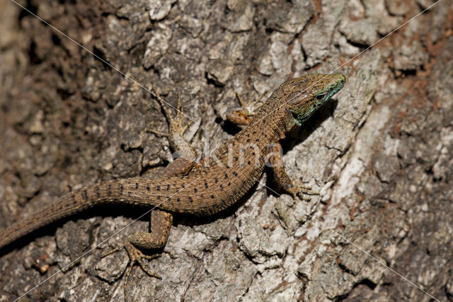 Dalmatian Algyroides (Algyroïdes nigropunctatus)