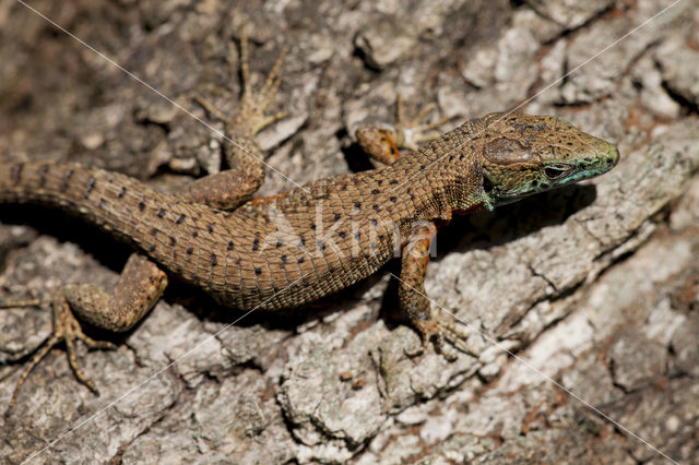 Dalmatian Algyroides (Algyroïdes nigropunctatus)