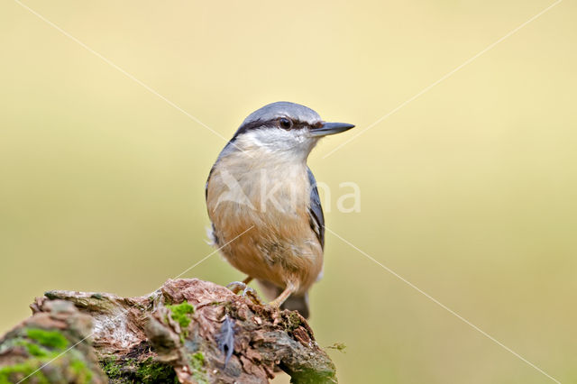 Boomklever (Sitta europaea caesia)