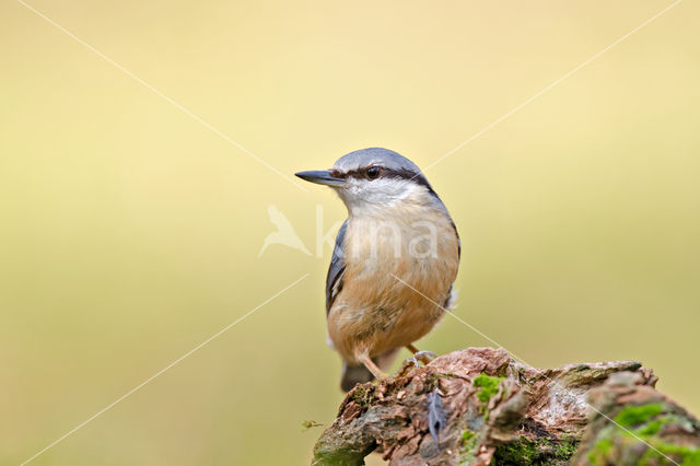 Boomklever (Sitta europaea caesia)