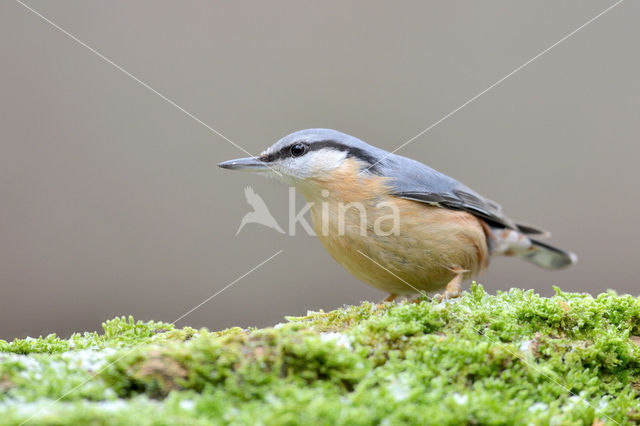 Boomklever (Sitta europaea caesia)