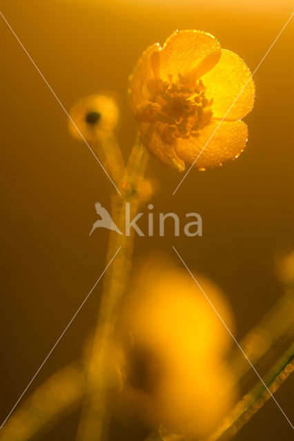 Boterbloem (Ranunculus)
