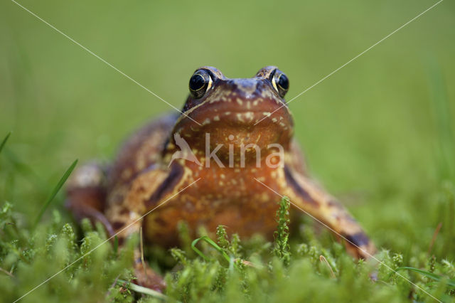 Bruine kikker (Rana temporaria)