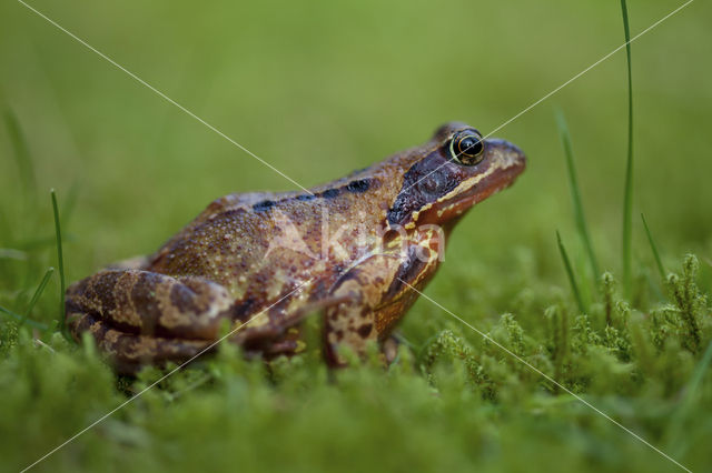 Bruine kikker (Rana temporaria)