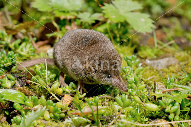 Dwergspitsmuis (Sorex minutus)