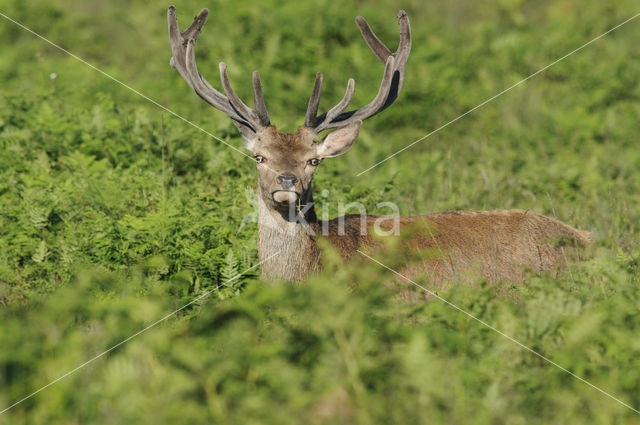 Red Deer (Cervus elaphus)