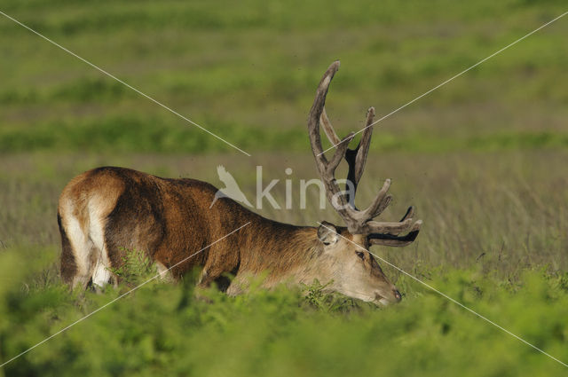 Red Deer (Cervus elaphus)