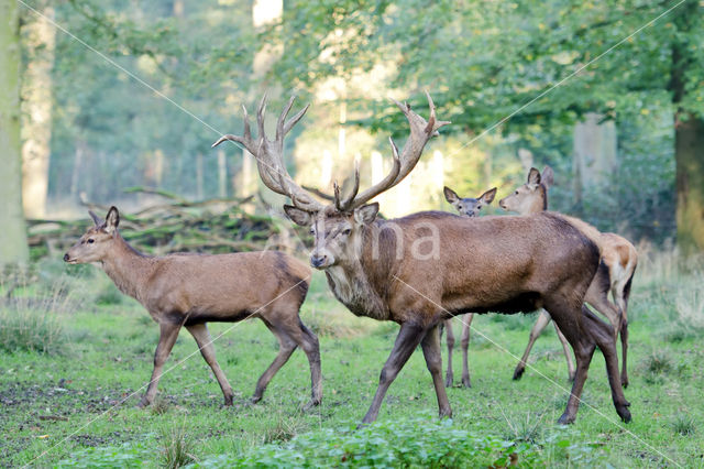 Edelhert (Cervus elaphus)