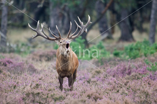 Edelhert (Cervus elaphus)