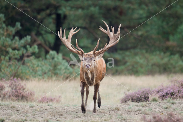 Edelhert (Cervus elaphus)