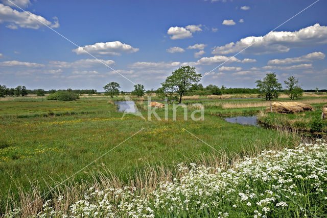 Fluitekruid (Anthriscus sylvestris)