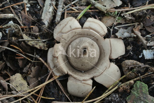 Gekraagde aardster (Geastrum triplex)