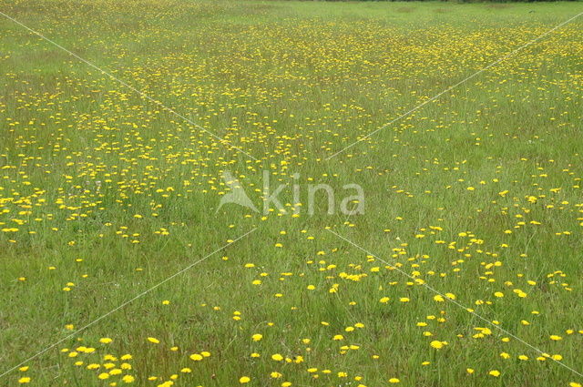 Gewoon biggenkruid (Hypochaeris radicata)