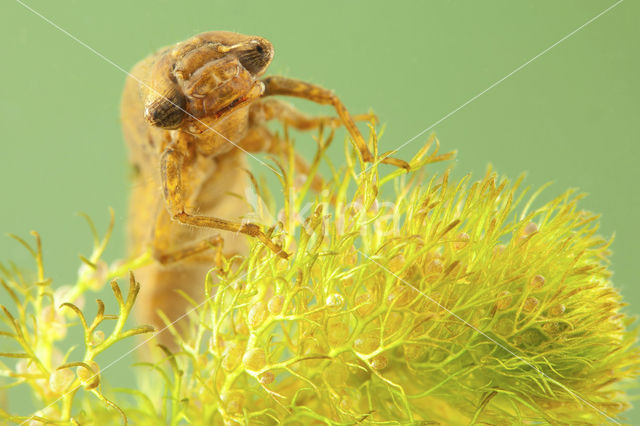 Glassnijder (Brachytron pratense)