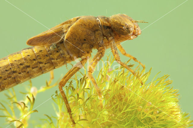 Glassnijder (Brachytron pratense)