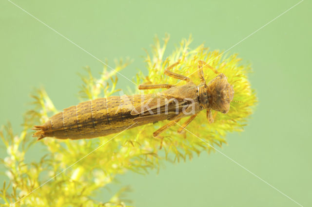 Glassnijder (Brachytron pratense)