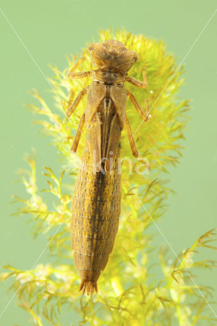 Glassnijder (Brachytron pratense)