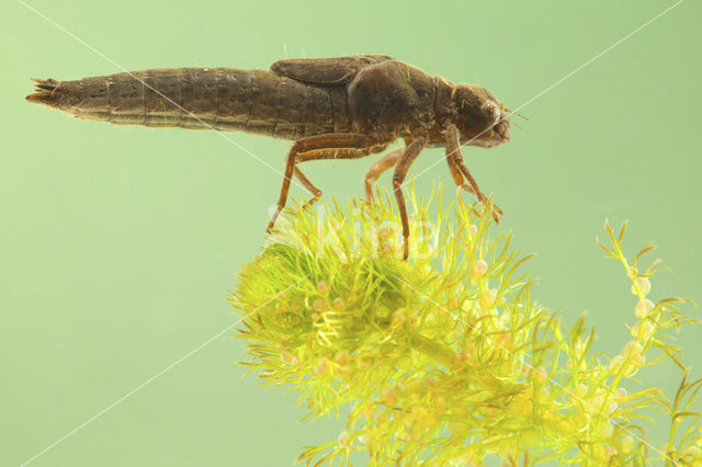 Glassnijder (Brachytron pratense)