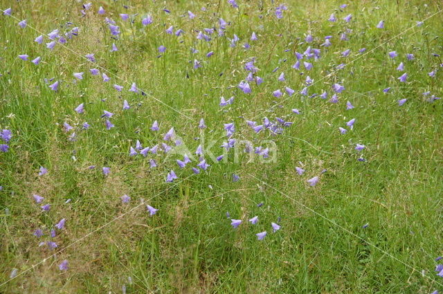 Grasklokje (Campanula rotundifolia)