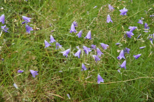 Grasklokje (Campanula rotundifolia)