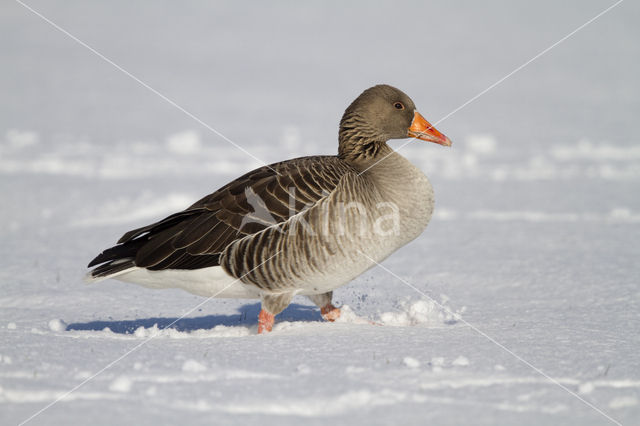 Grauwe Gans (Anser anser)