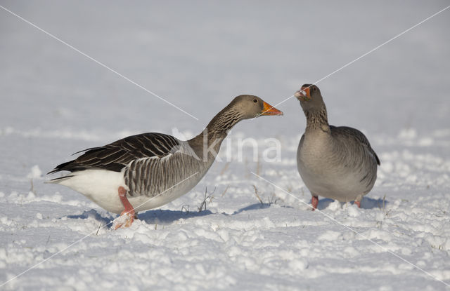 Grauwe Gans (Anser anser)