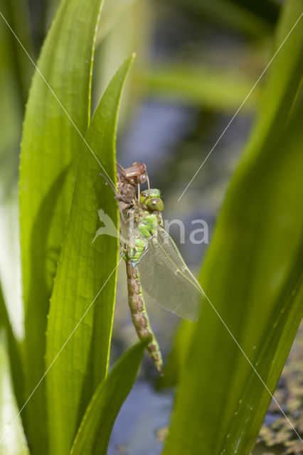 Groene glazenmaker (Aeshna viridis)