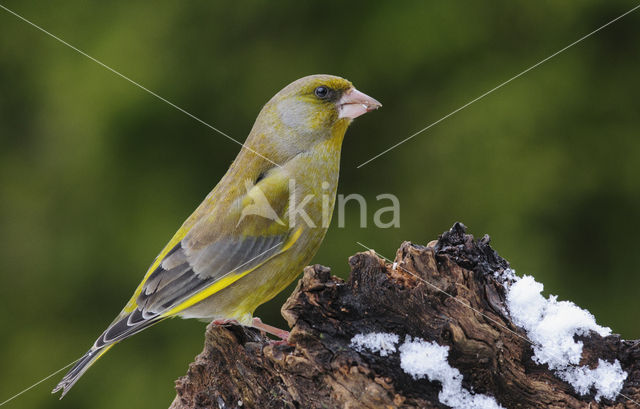 Groenling (Carduelis chloris)