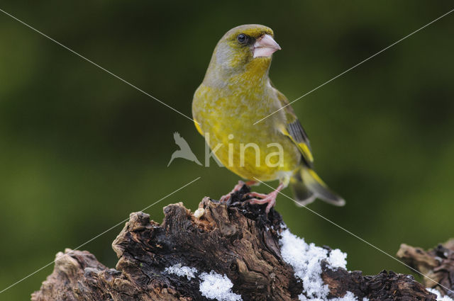 Groenling (Carduelis chloris)