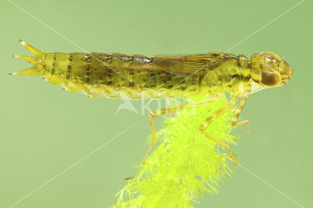 Grote keizerlibel (Anax imperator)